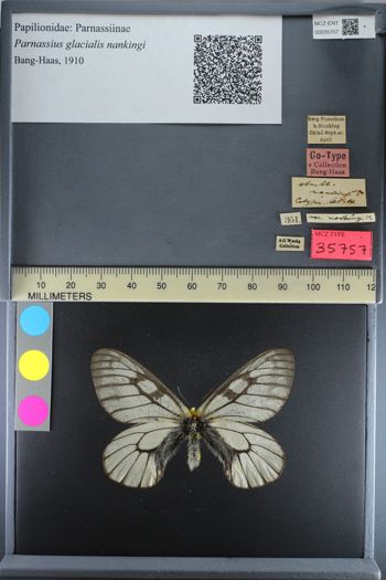 Media type: image;   Entomology 35757